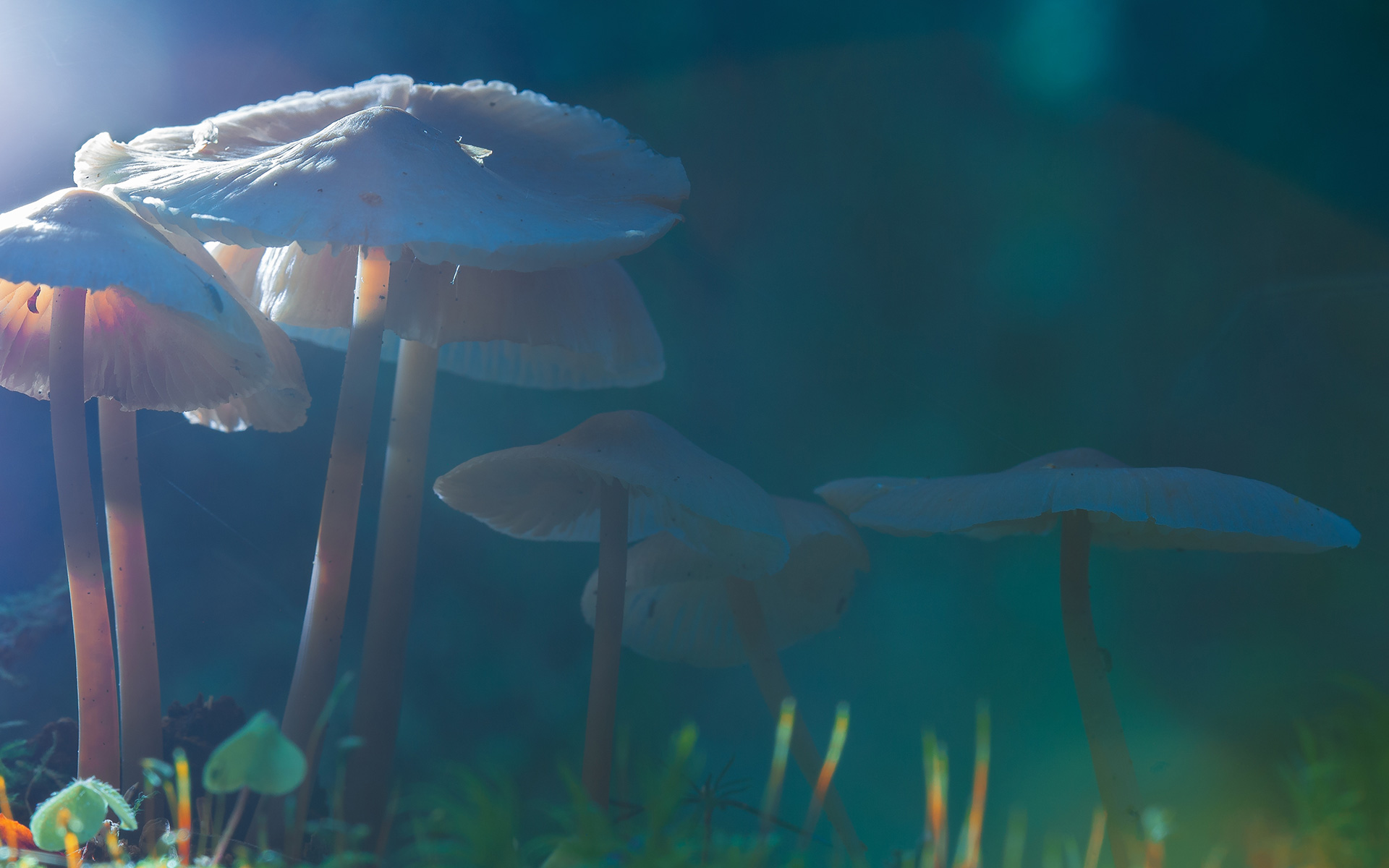 background mushrooms